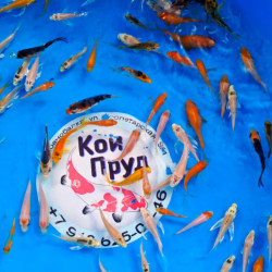 Карп кои микс + вуаль премиум  израиль 6-8 см  Карп кои микс + вуаль премиум  израиль 6-8 см