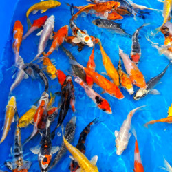 Карп кои премиум  израиль 10-13см 