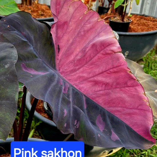  Колоказия  Pink sakhon