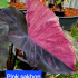  Колоказия  Pink sakhon Единичный 