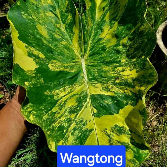  Колоказия  Wangthong