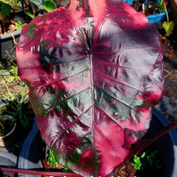 Колоказия Suksathit pink No.1 