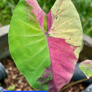 Колоказия Super hybrid