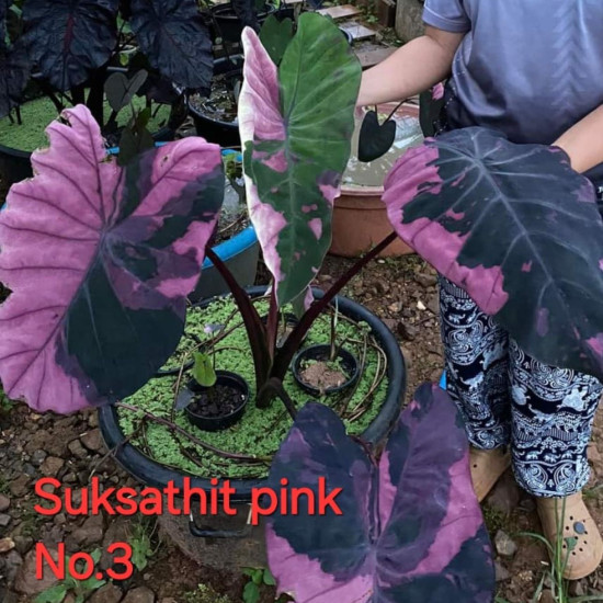  Колоказия Suksathit pink No.3 