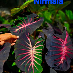  Колоказия Nirmala