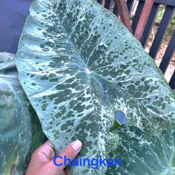  Колоказия Chiangkhan diamond 