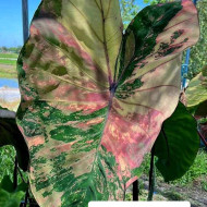  Колоказия Phet phethai Единичный 