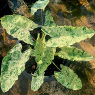  Колоказия Pink kinnari Единичный 