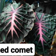  Колоказия Redcomet (рэд комет) Единичный 