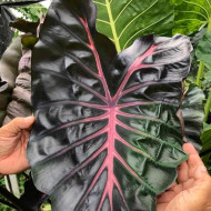  Колоказия Jubilee 