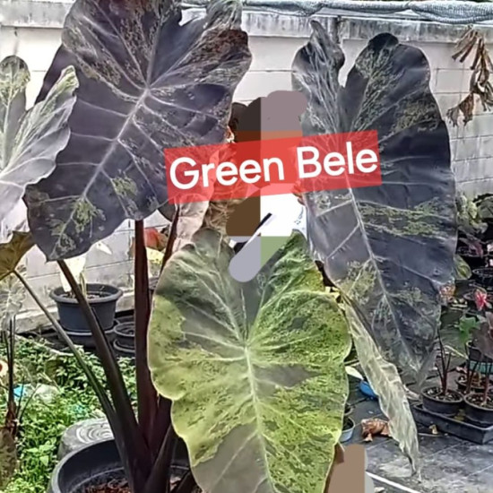 Колоказия Green bele Колоказия Green bele