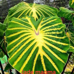  Колоказия Jade magma 