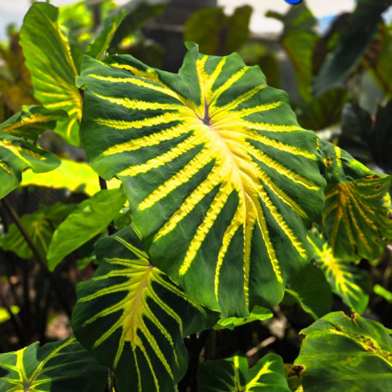  Колоказия Jade magma 