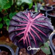  Колоказия King foreat Единичный 