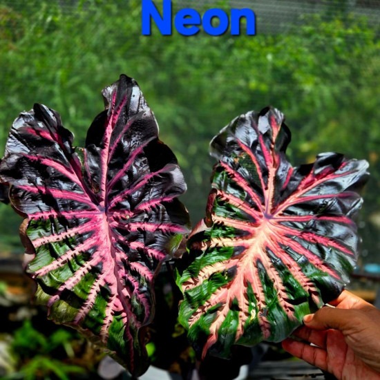 Колоказия Neon Колоказия Neon