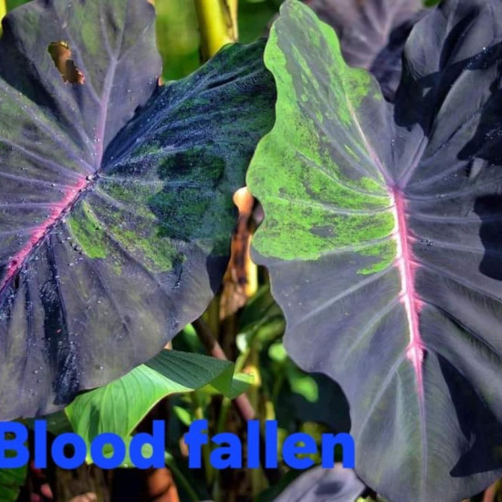  Колоказия Blood Fallen 