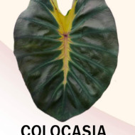  Колоказия Moon night (моннихт)