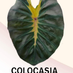  Колоказия Moon night (моннихт)