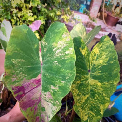  Колоказия Siam Wonderful ( сиам вундерфул) Единичный 