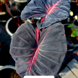  Колоказия тропическая shadov lava (шадов лава) 