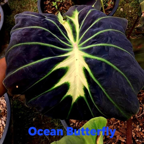  Колоказия Ocean Butterfry 
