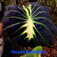  Колоказия Ocean Butterfry 