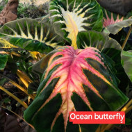  Колоказия Ocean Butterfry МАТОЧНИК 