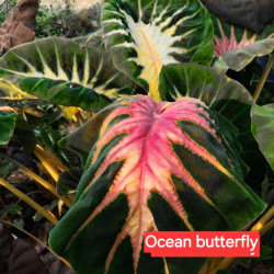  Колоказия Ocean Butterfry МАТОЧНИК 