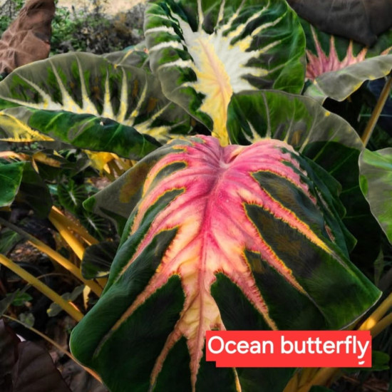  Колоказия Ocean Butterfry МАТОЧНИК 