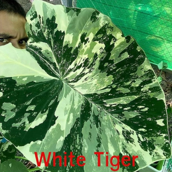  Колоказия White tiger 