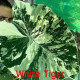  Колоказия White tiger 