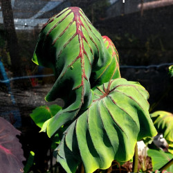 Колоказия Cleopatra