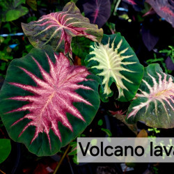  Колоказия Volcano lava 