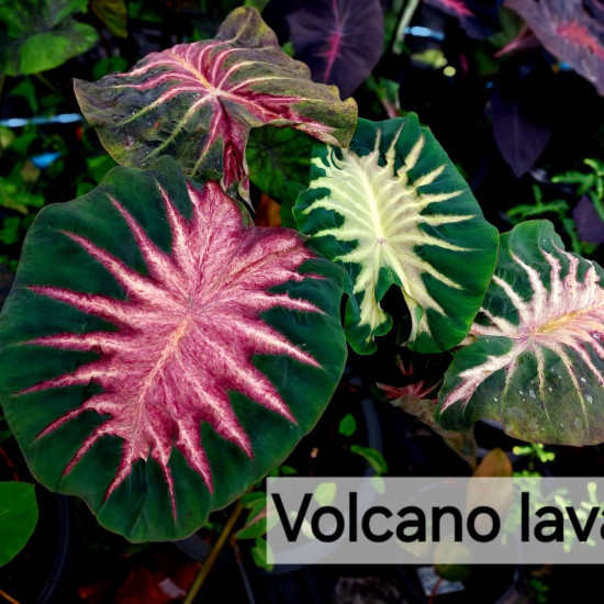 Колоказия Volcano lava Колоказия Volcano lava