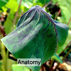  Колоказия Anatomy