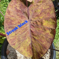  Колоказия Streak Black 