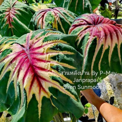  Колоказия Siren sun moon 