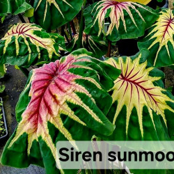  Колоказия Siren sun moon 