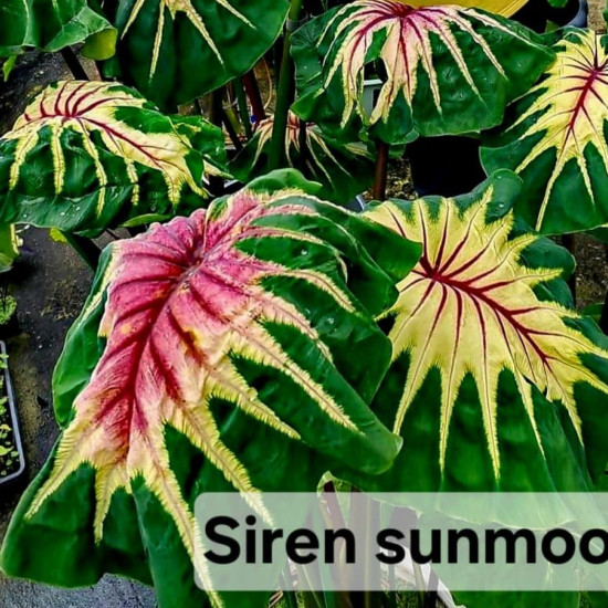  Колоказия Siren sun moon 