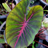  Колоказия Тропическая BM13  Единичный