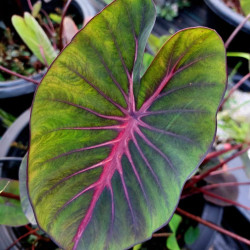  Колоказия Тропическая BM13  Единичный