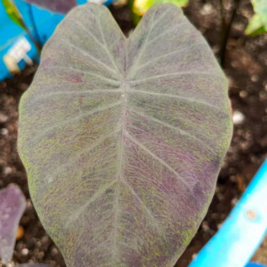  Колоказия Тропическая BM13  Единичный