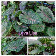  Колоказия Lava lisa Единичный 