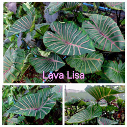 Колоказия Lava lisa Единичный 