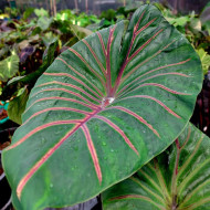  Колоказия Lava lisa - Лава Лиза