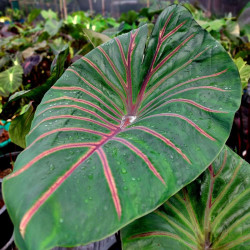  Колоказия Lava lisa