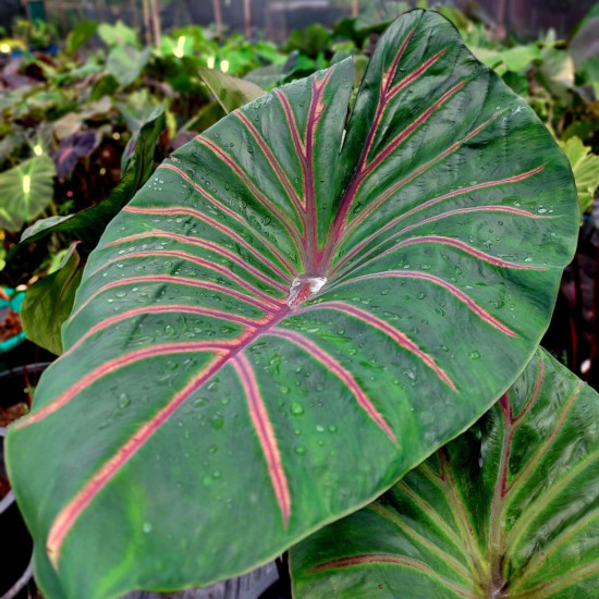 Колоказия Lava lisa Колоказия Lava lisa