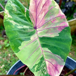  Колоказия First pink