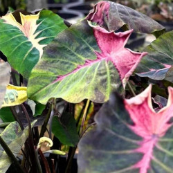  Колоказия Paper paint 