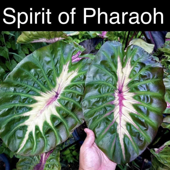  Колоказия Spirit of pharoah